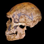 homo neanderthalensis